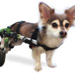 walkin wheels dog wheelchair for back legs review
