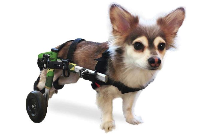 walkin wheels dog wheelchair for back legs review