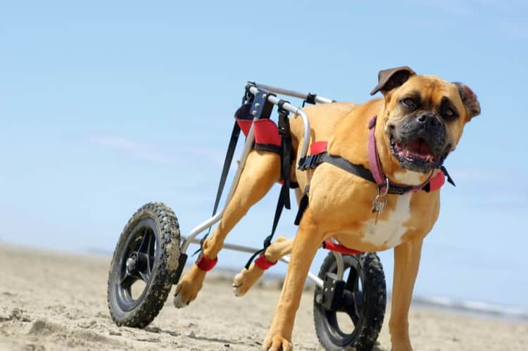 walkin wheels dog wheelchair for back legs